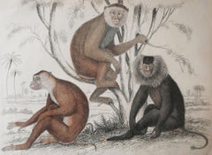 Original Antique Print of Monkeys, 1835 'Unframed'