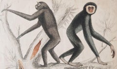 Original Antique Print of Monkeys, 1835 'Unframed'