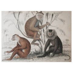 Original Antique Print of Monkeys, 1835
Unframed
Original Antique Print of Monkeys, 1835
Unframed