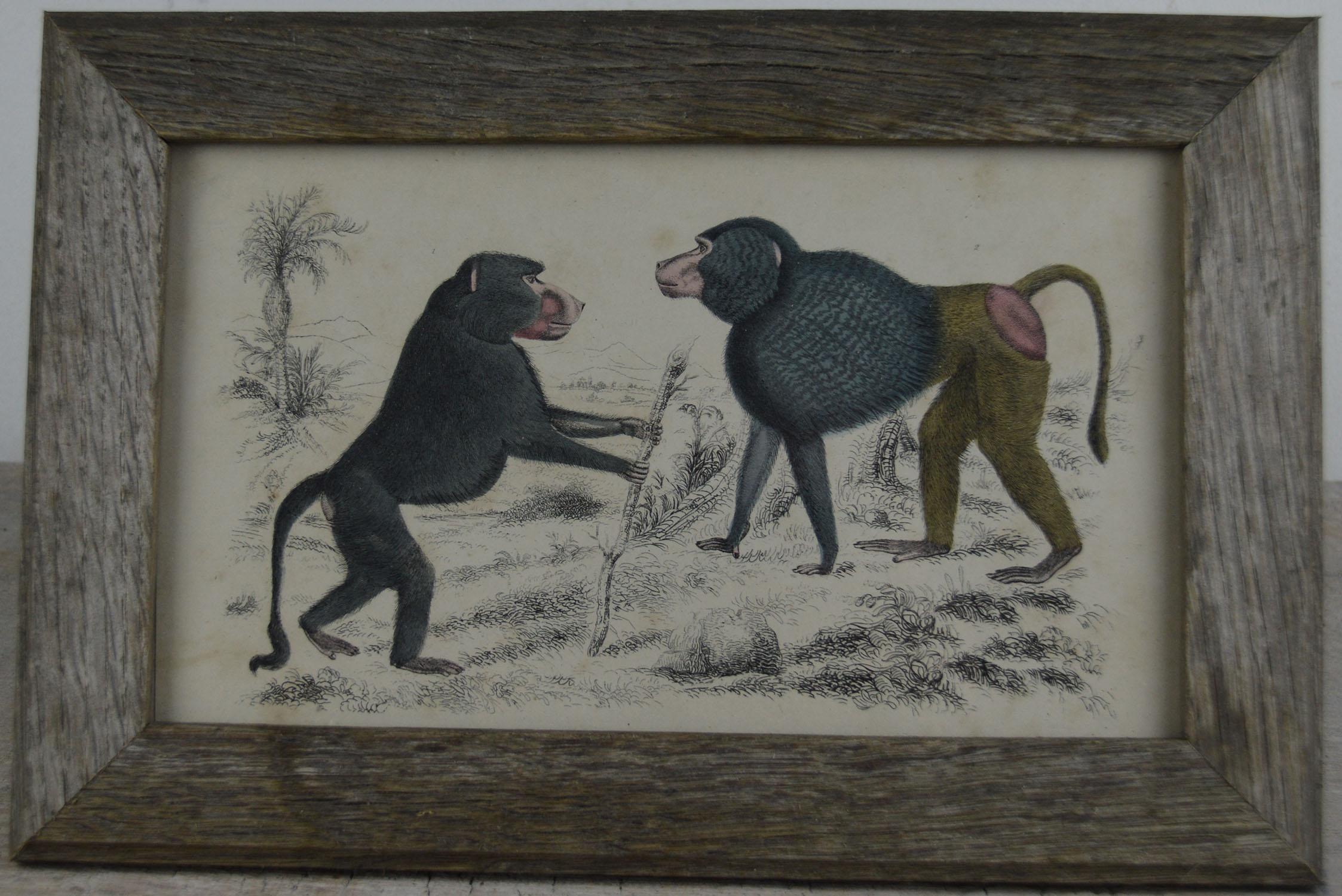 Great image of monkeys presented in an antique distressed oak frame.

Original hand colored lithograph after Cpt. Brown.

Published by Fullerton, 1847.

Free shipping.

   
