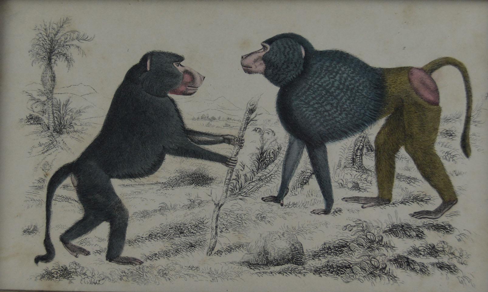 Folk Art Original Antique Print of Monkeys, 1847