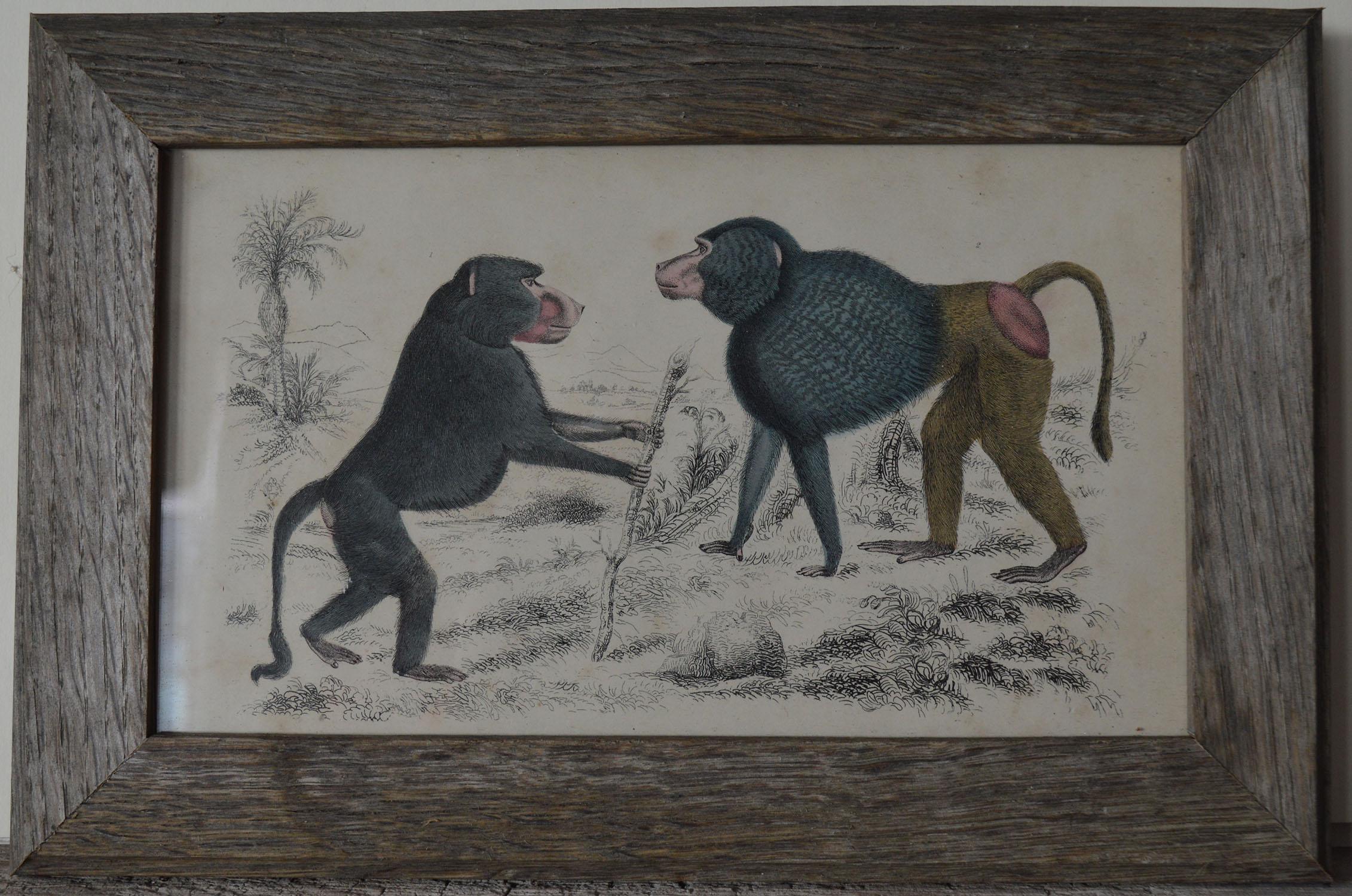 Other Original Antique Print of Monkeys, 1847