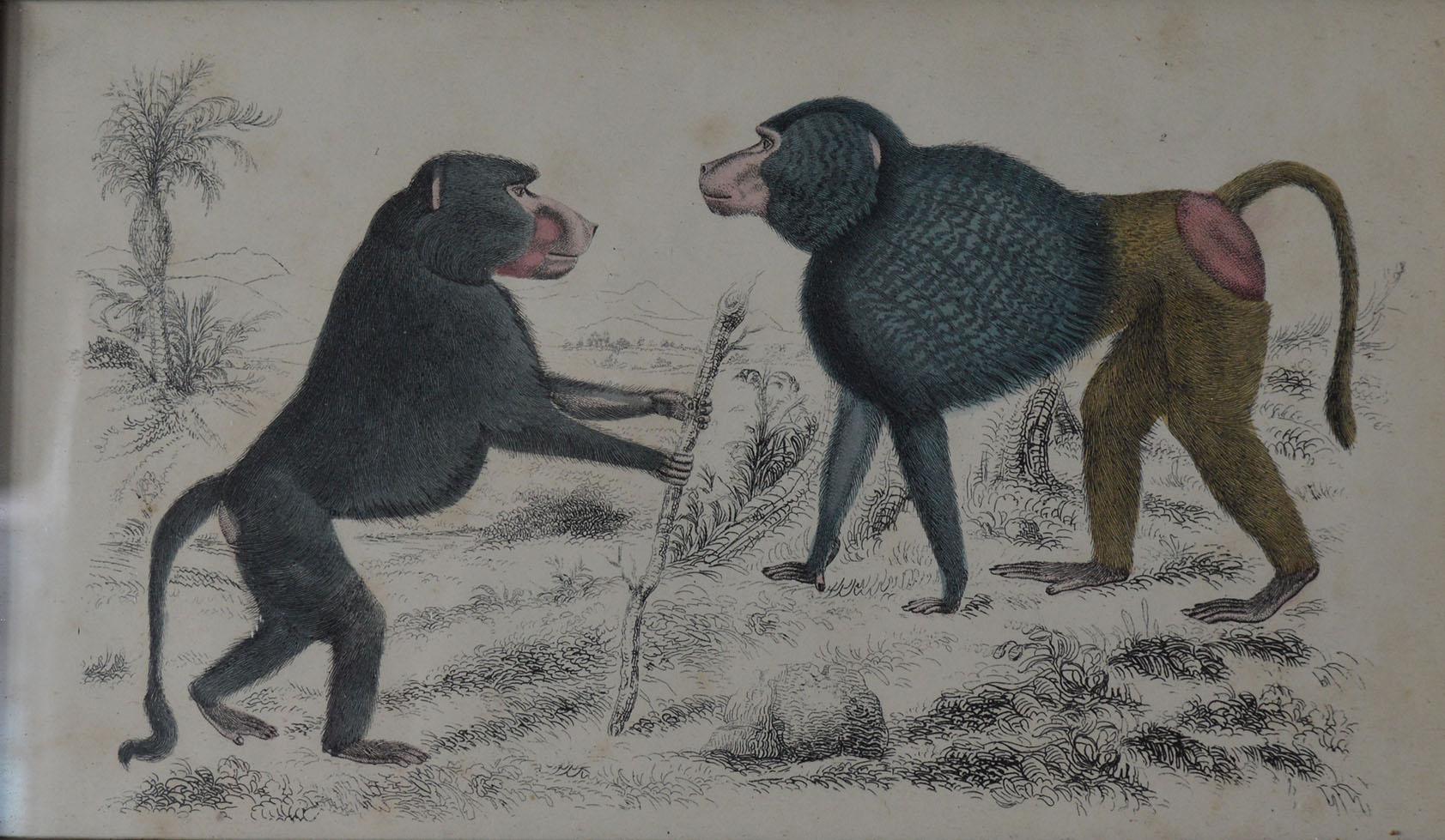 Original Antique Print of Monkeys, 1847 In Good Condition In St Annes, Lancashire