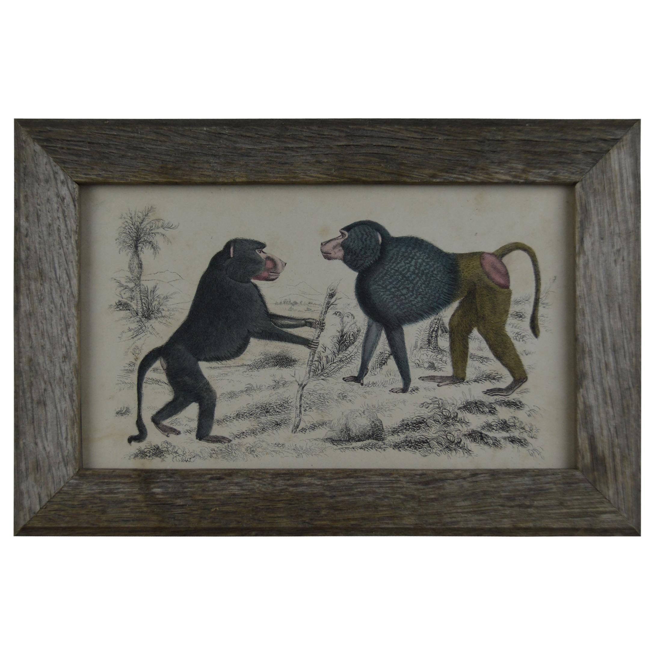 Original Antique Print of Monkeys, 1847