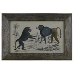 Original Antique Print of Monkeys, 1847