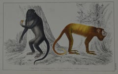Original Antique Print of Monkeys, 1847 'Unframed'