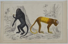 Original Antique Print of Monkeys, 1847 'Unframed'