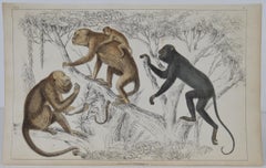 Original Antique Print of Monkeys, 1847 'Unframed'