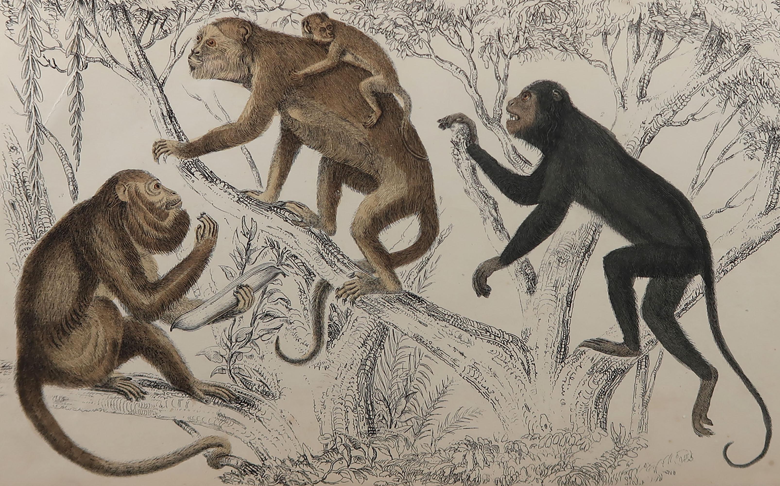 Great image of monkeys.

Unframed. It gives you the option of perhaps making a set up using your own choice of frames.

Lithograph after Cpt. Brown with original hand color.

Published, 1847.

Creased to top left and repairs to some minor