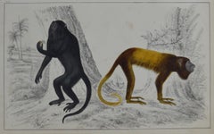 Original Antique Print of Monkeys, 1847 'Unframed'