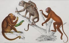 Original Antique Print of Monkeys, 1847 'Unframed'