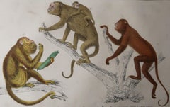 Original Antique Print of Monkeys, 1847 'Unframed'