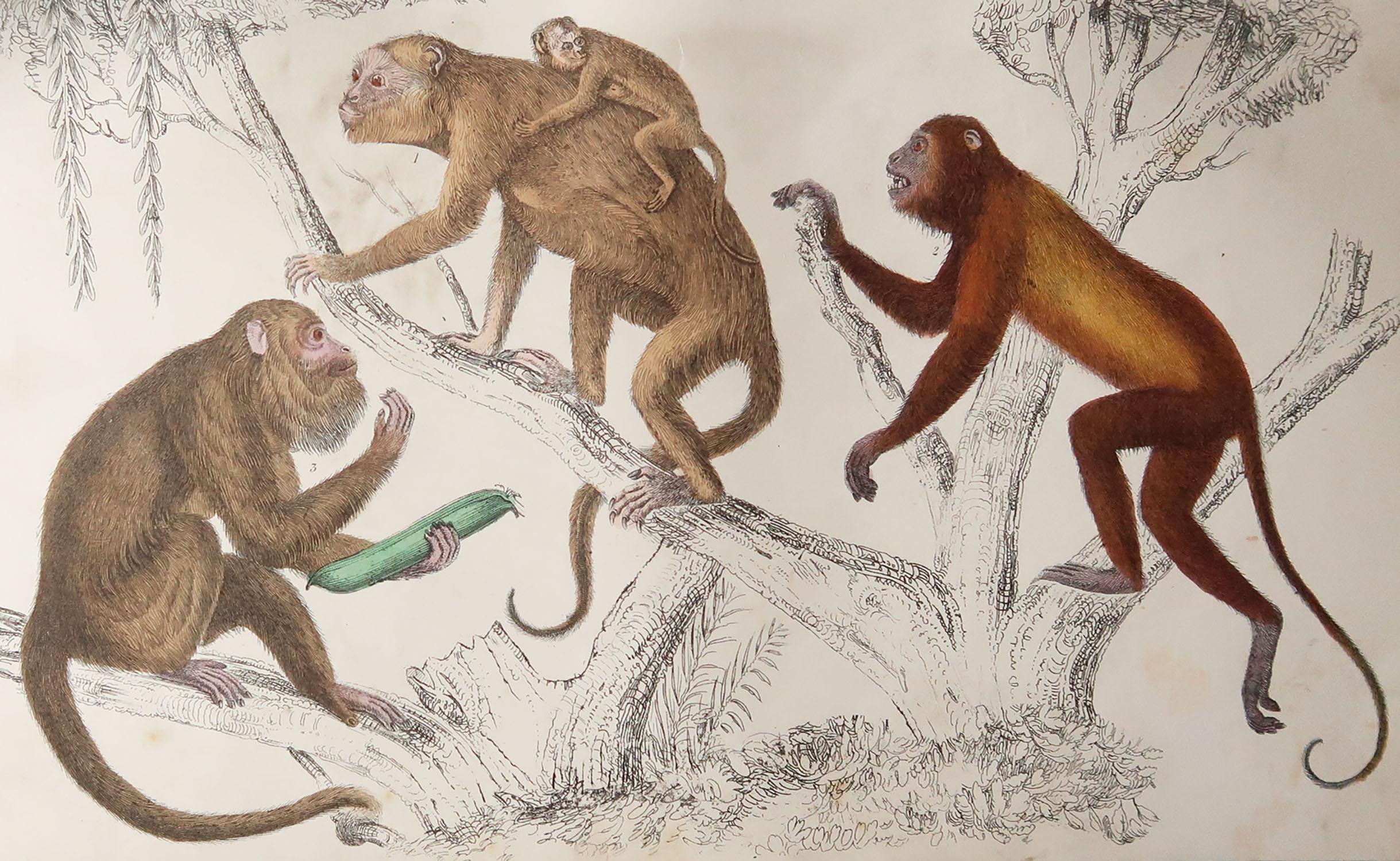 Great image of monkeys.

Unframed. It gives you the option of perhaps making a set up using your own choice of frames.

Lithograph after Cpt. Brown with original hand color.

Published, 1847.








