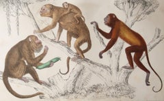 Original Antique Print of Monkeys, 1847 'Unframed'