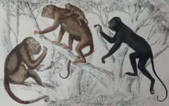 Original Antique Print of Monkeys, 1847 'Unframed'