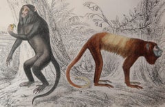 Original Antique Print of Monkeys, 1847 'Unframed'