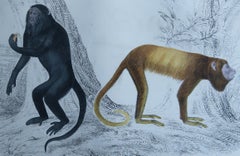 Original Antique Print of Monkeys, 1847 'Unframed'