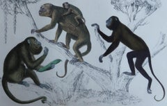 Original Antique Print of Monkeys, 1847 'Unframed'