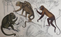 Original Antique Print of Monkeys, 1847 'Unframed'