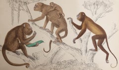 Original Antique Print of Monkeys, 1847 'Unframed'