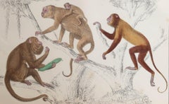 Original Antique Print of Monkeys, 1847 'Unframed'