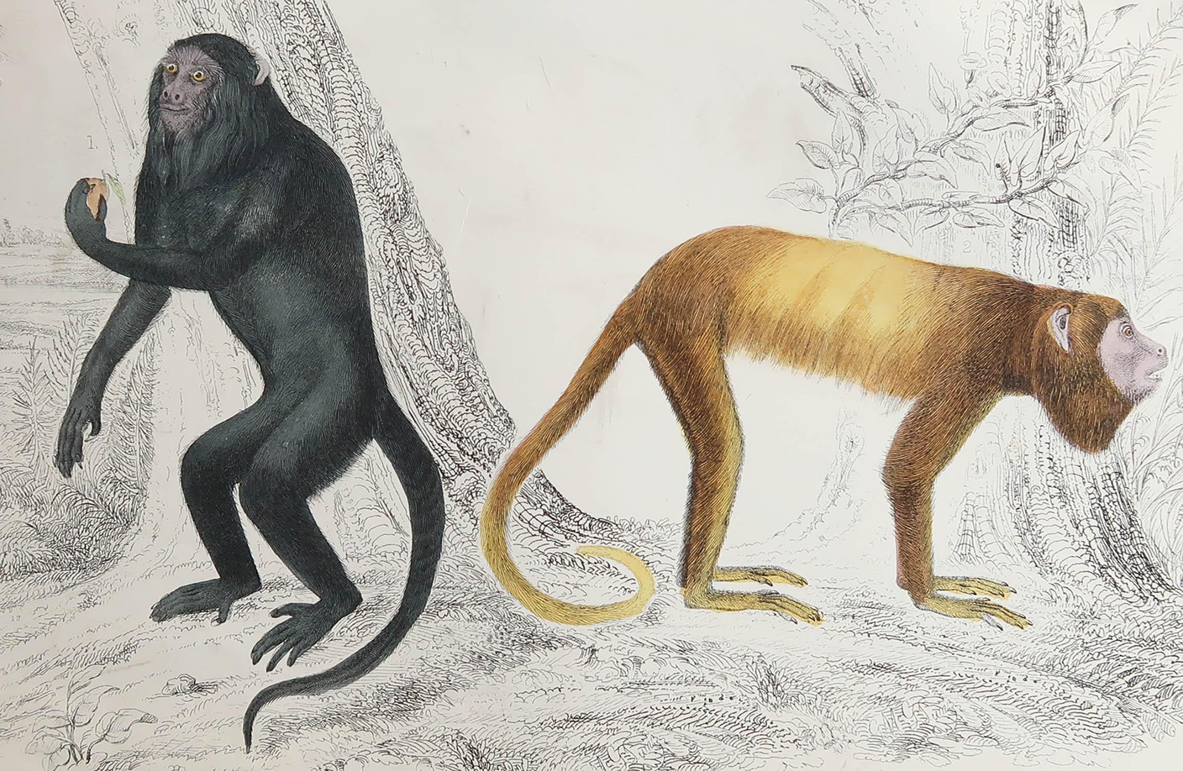Great image of monkeys.

Unframed. It gives you the option of perhaps making a set up using your own choice of frames.

Lithograph after Cpt. Brown with original hand color.

Published, 1847.



Free shipping.







