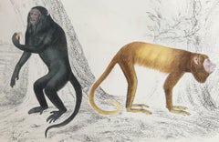 Impression originale ancienne de singes, 1847, non encadrée