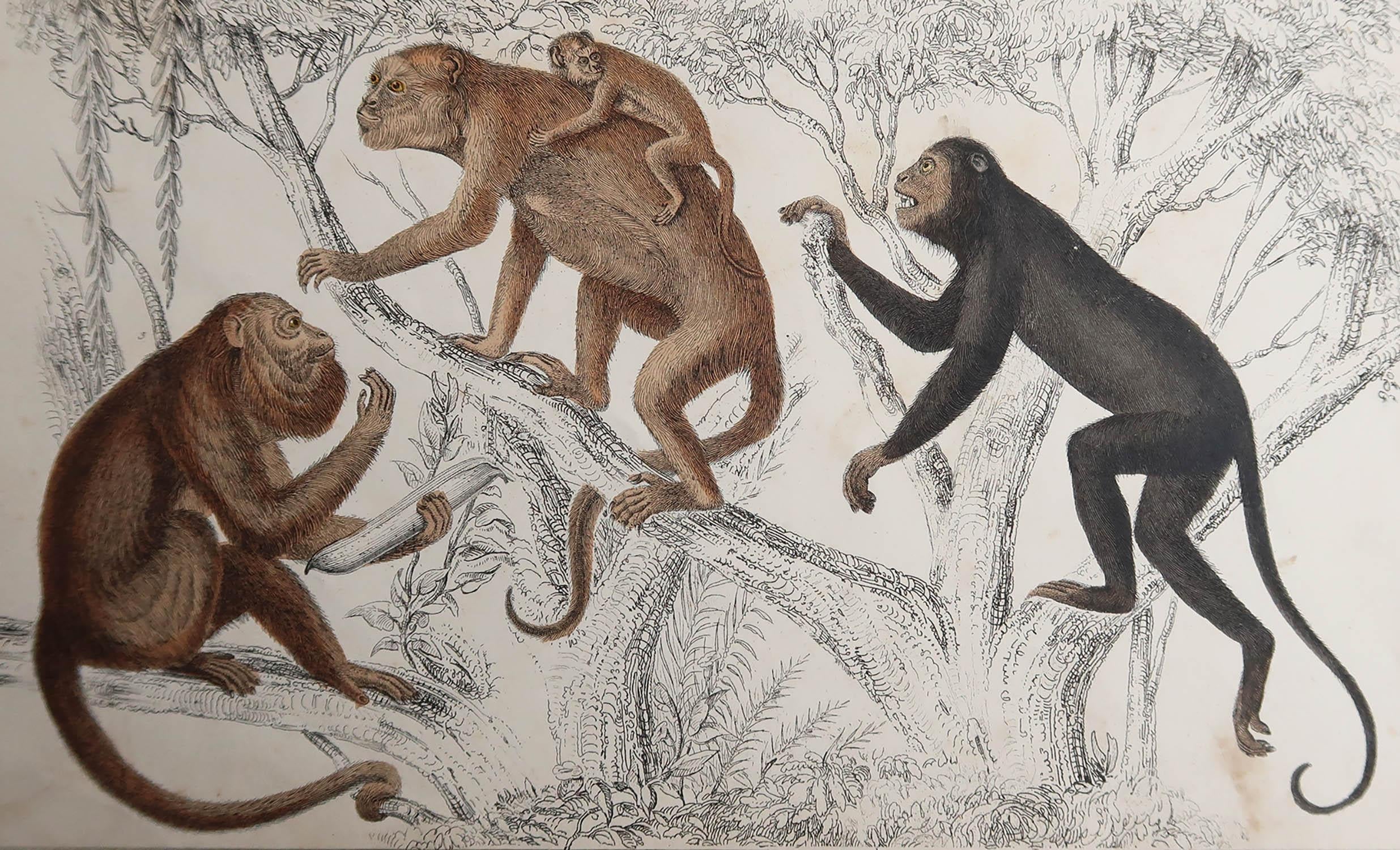 Great image of monkeys.

Unframed. It gives you the option of perhaps making a set up using your own choice of frames.

Lithograph after Cpt. Brown with original hand color.

Published, 1847.









