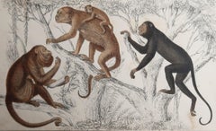 Original Antique Print of Monkeys, 1847 'Unframed'