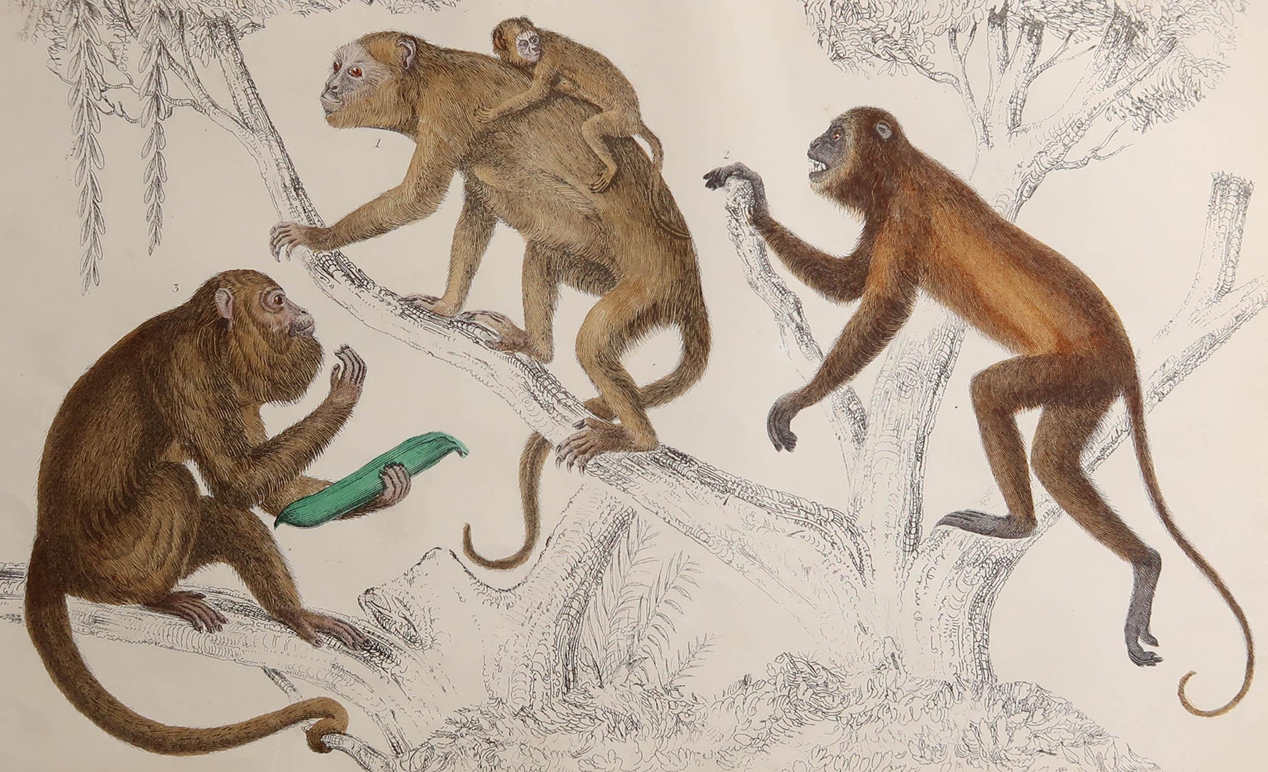 Great image of monkeys.

Unframed. It gives you the option of perhaps making a set up using your own choice of frames.

Lithograph after Cpt. Brown with original hand color.

Published, 1847.

Free shipping









