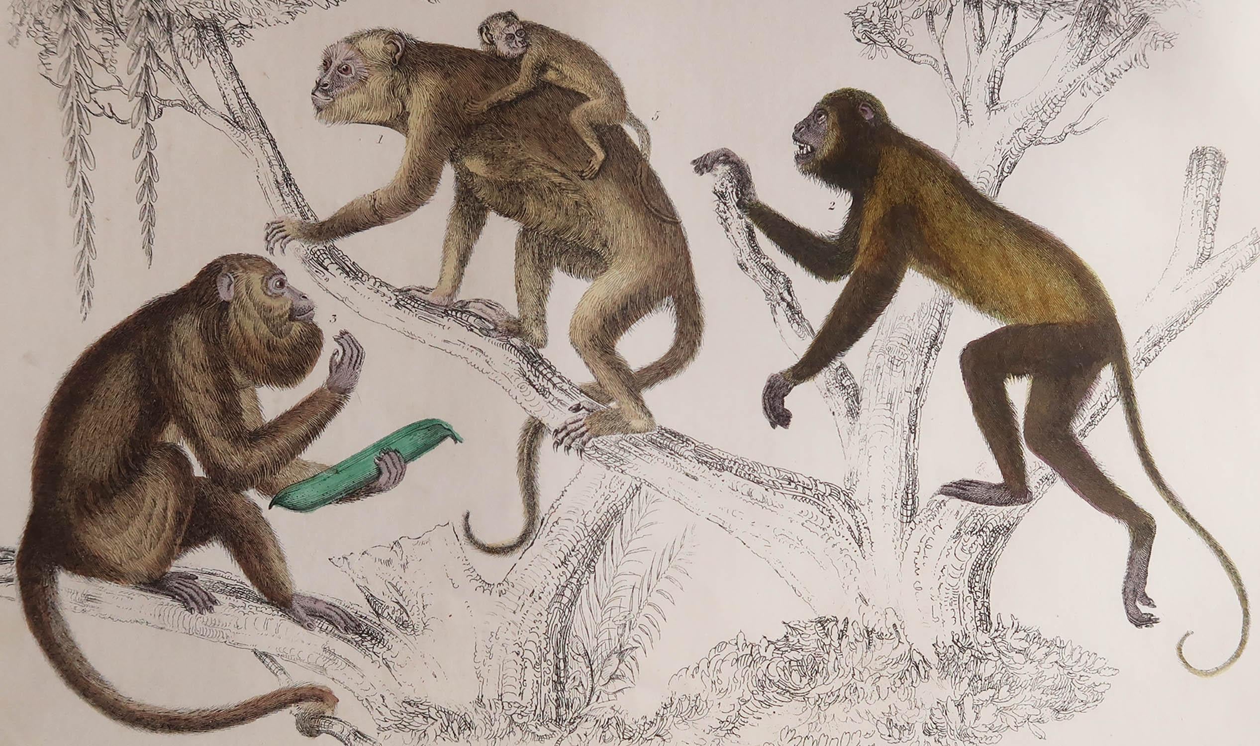 Gran imagen de los monos.

Sin enmarcar. Te da la opción de hacer un montaje con las monturas que tú elijas.

Litografía según Cpt. Brown con color original a mano.

Publicado, 1847.

Envío gratuito








