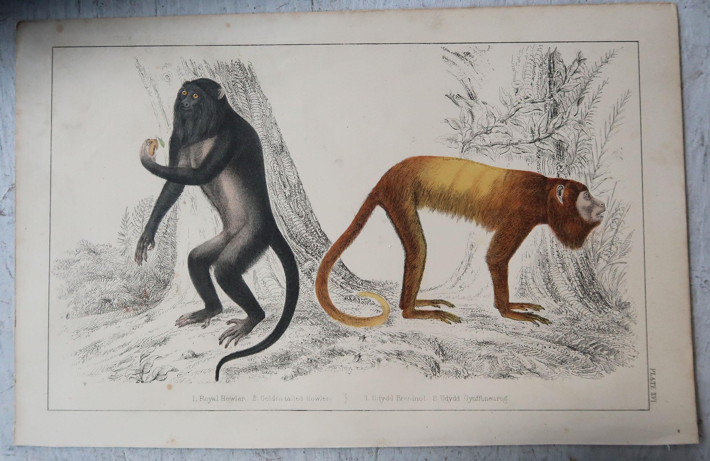 Folk Art Original Antique Print of Monkeys, 1847 'Unframed'