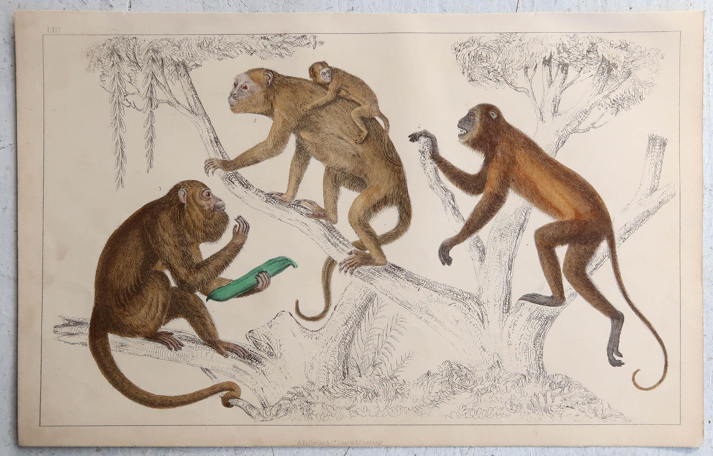 Folk Art Original Antique Print of Monkeys, 1847 'Unframed'