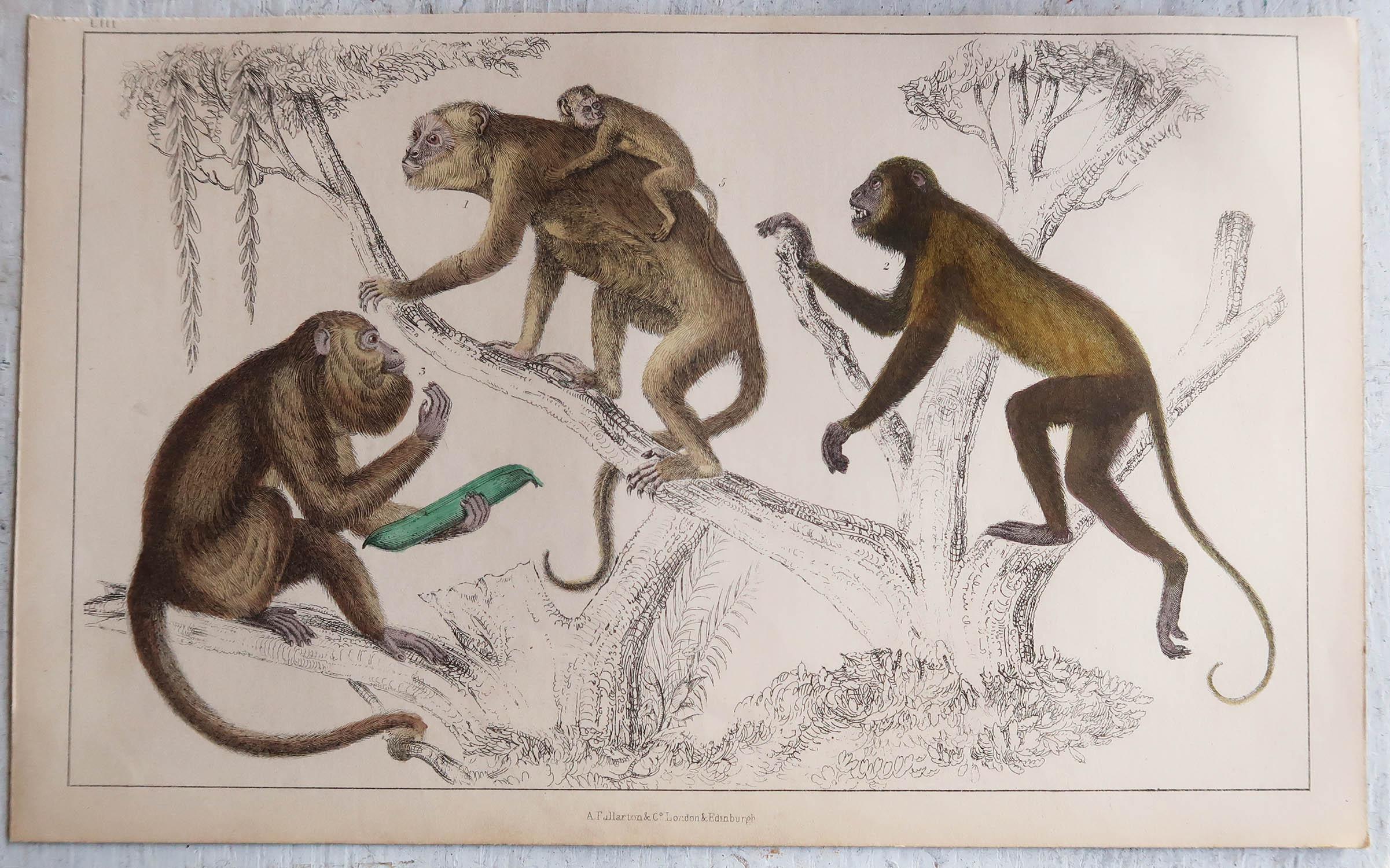 Grabado Antiguo Original de Monos, 1847 'Sin Marco' Arte popular