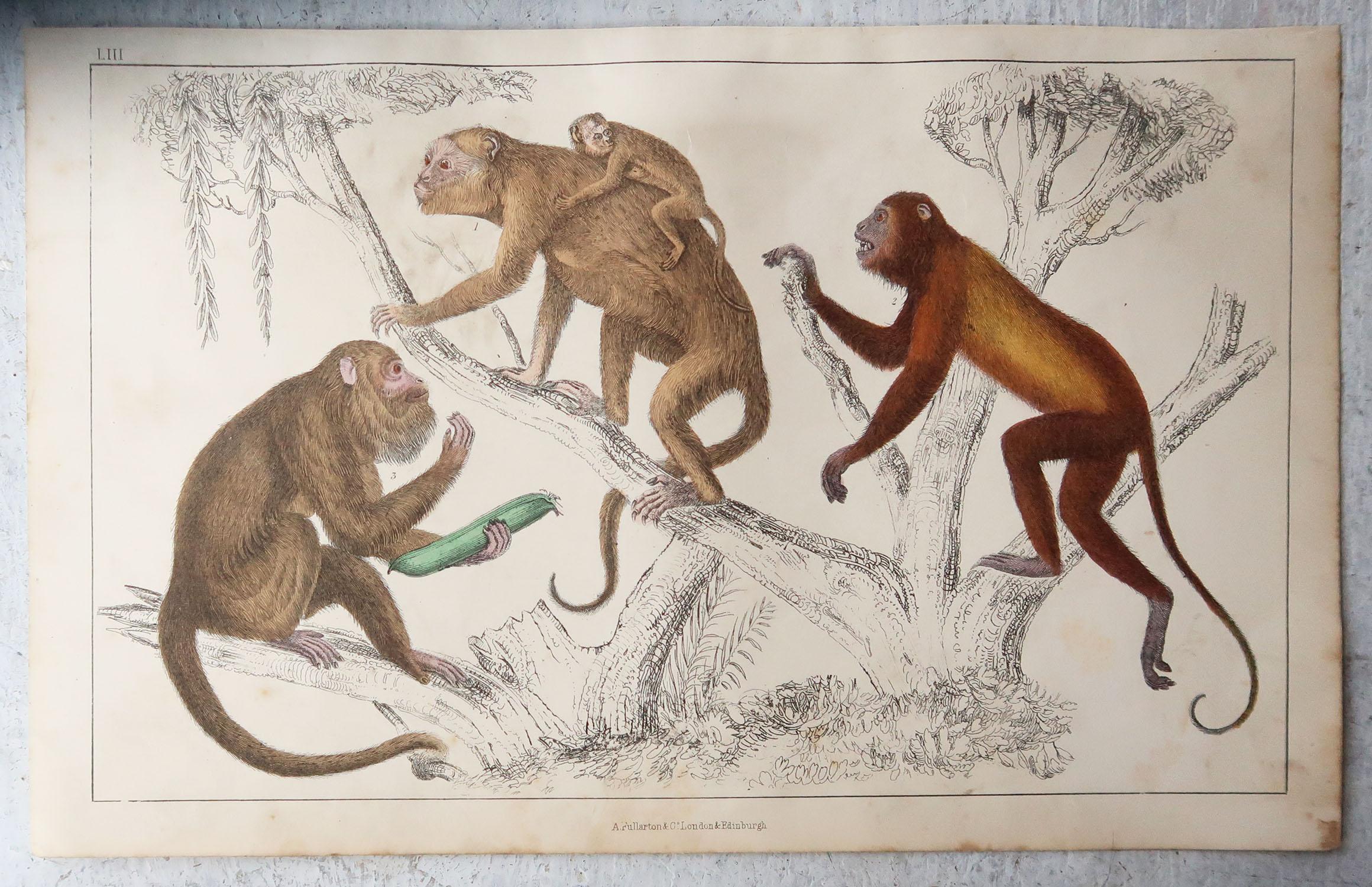 English Original Antique Print of Monkeys, 1847 'Unframed'