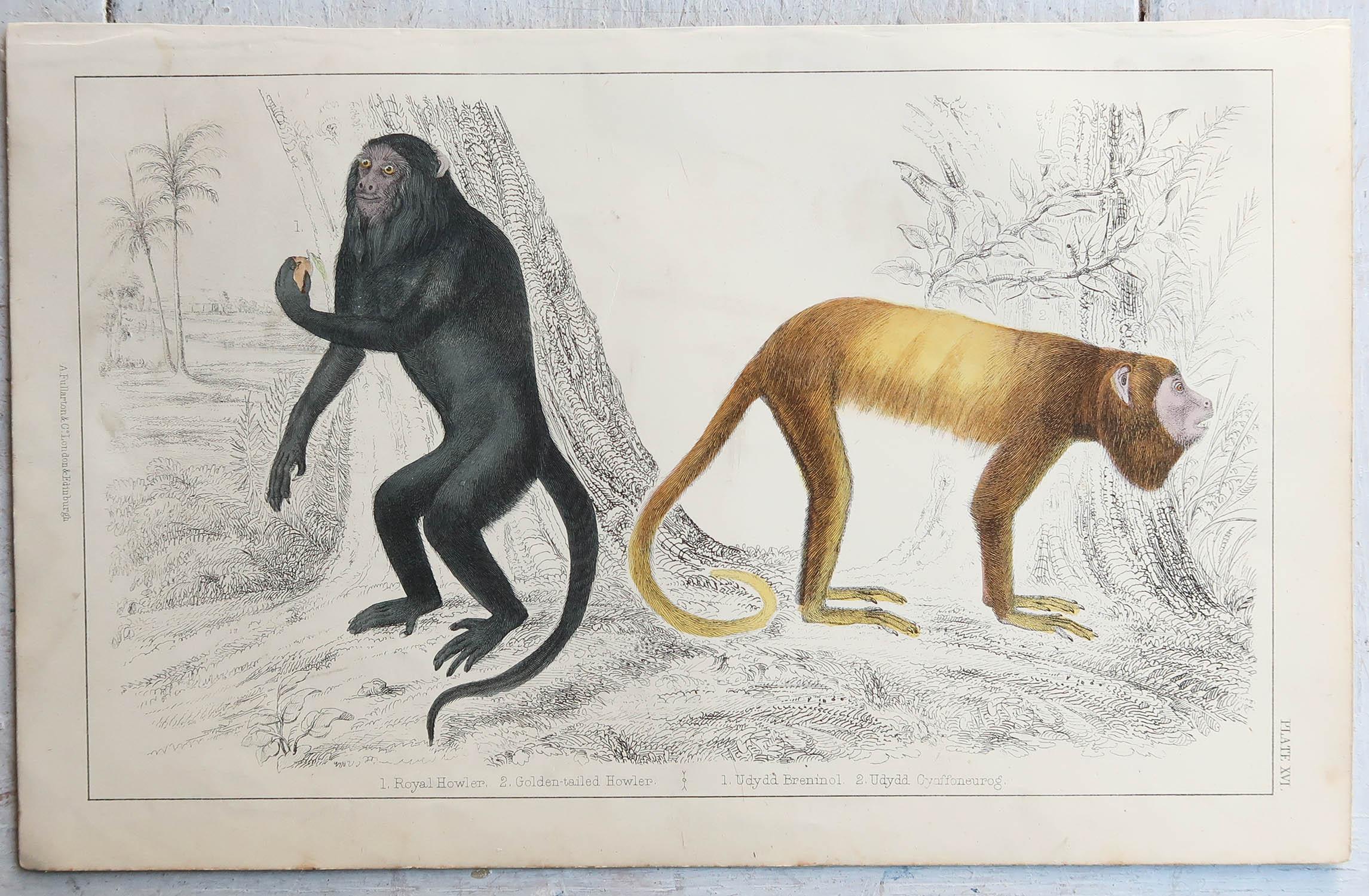 English Original Antique Print of Monkeys, 1847 'Unframed' For Sale