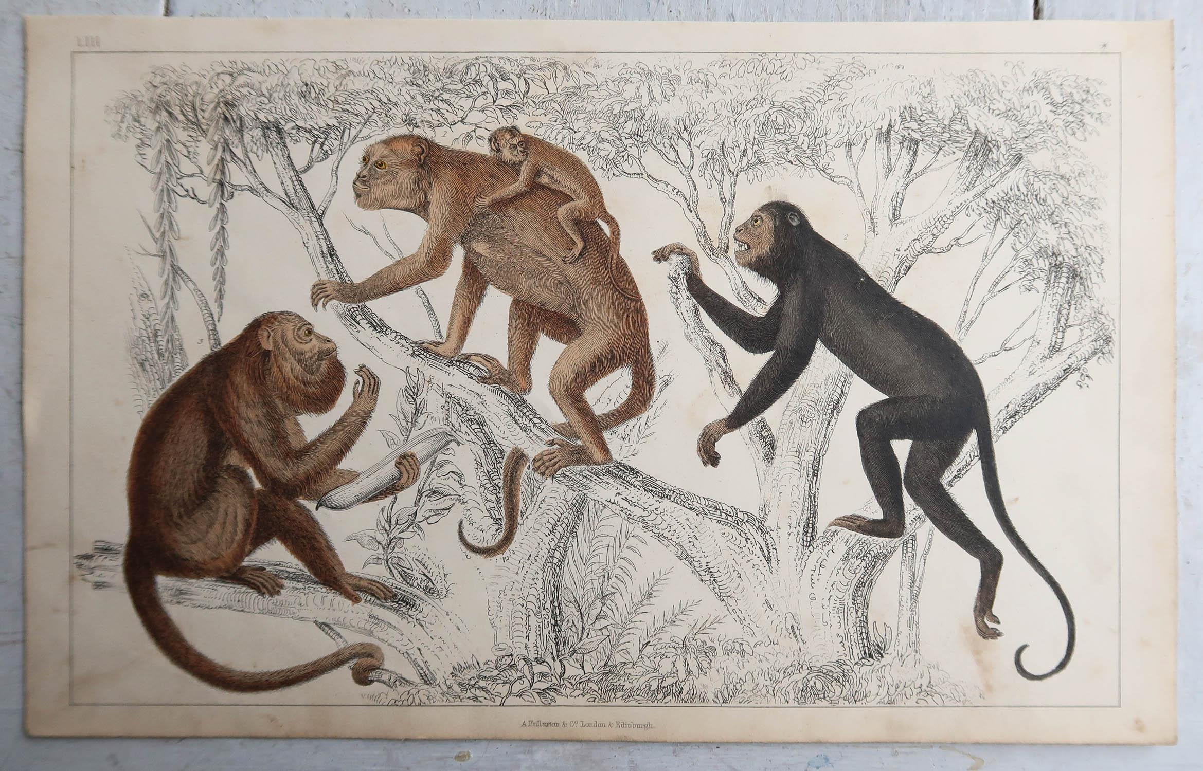 English Original Antique Print of Monkeys, 1847 'Unframed' For Sale