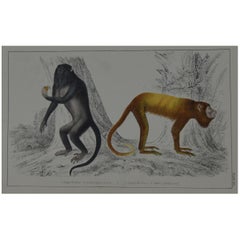 Original Antique Print of Monkeys, 1847 'Unframed'