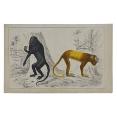 Original Antique Print of Monkeys, 1847 'Unframed'