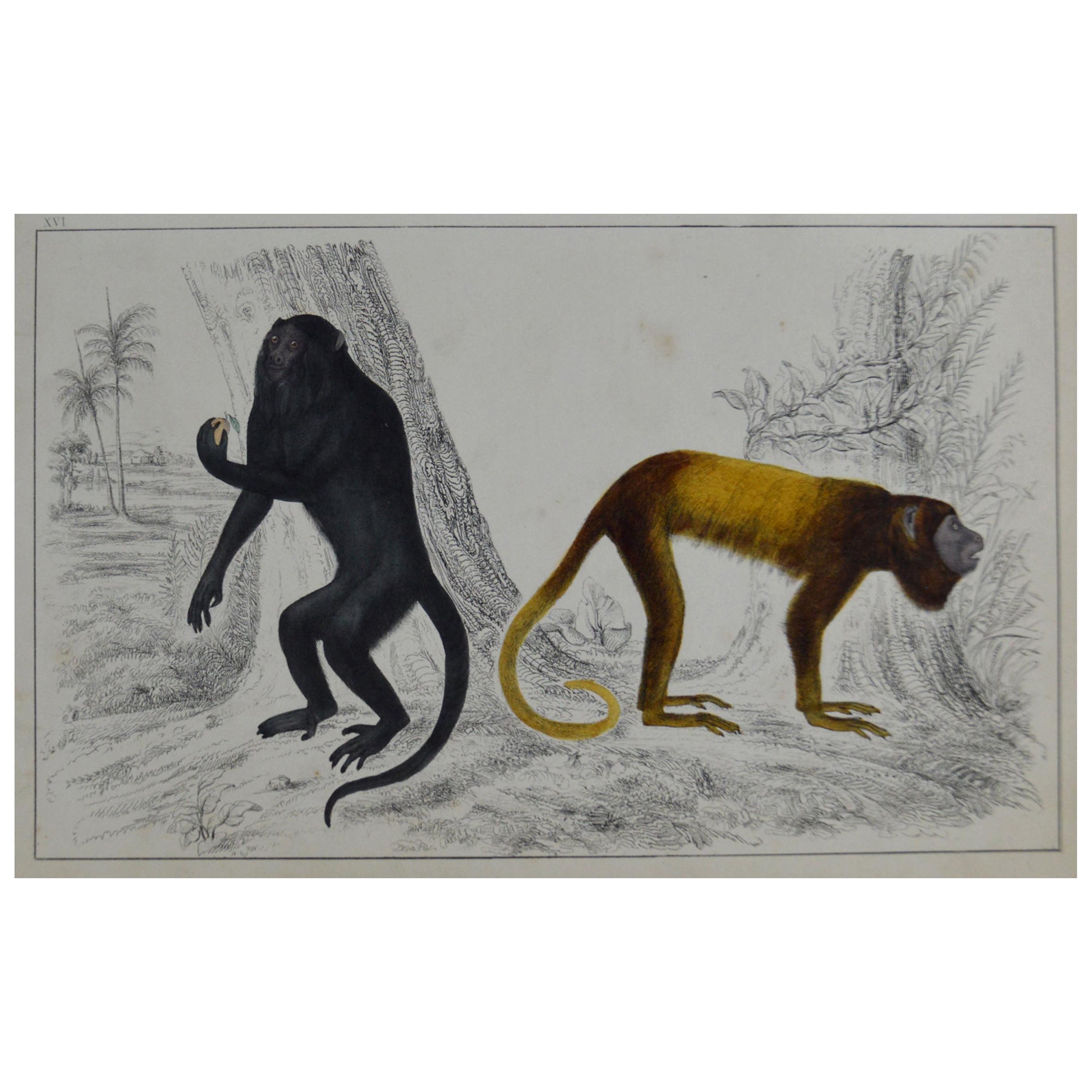 Original Antique Print of Monkeys, 1847 'Unframed'