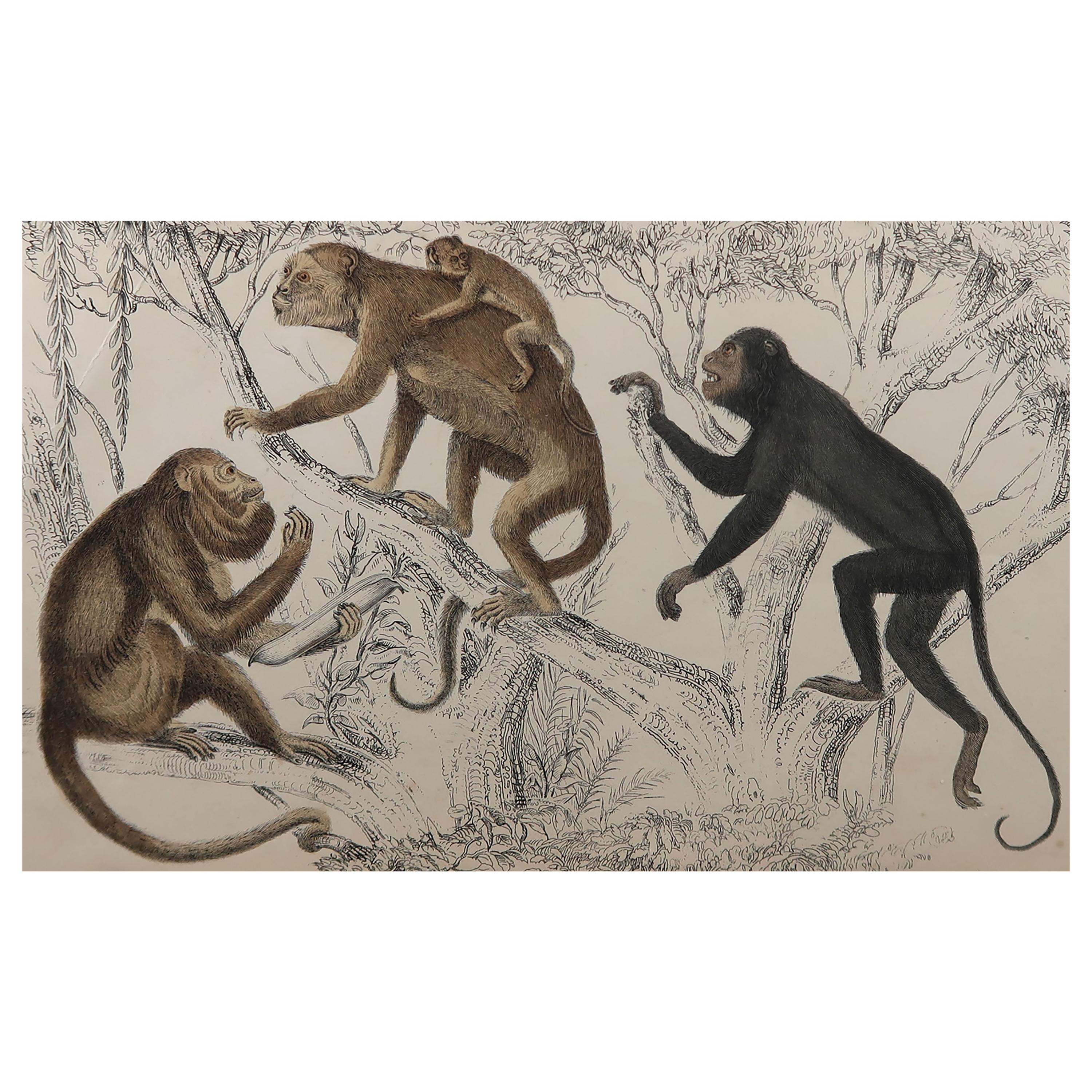 Original Antique Print of Monkeys, 1847 'Unframed'