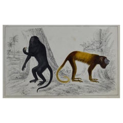 Original Antique Print of Monkeys, 1847 
Unframed
