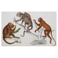 Original Antique Print of Monkeys, 1847 
Unframed
