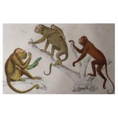 Original Antique Print of Monkeys, 1847
Unframed
Original Antique Print of Monkeys, 1847
Unframed