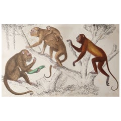 Original Antique Print of Monkeys, 1847 
Unframed
