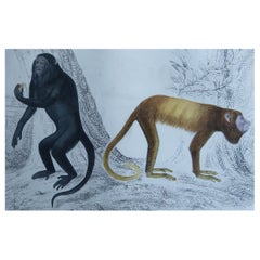 Original Antique Print of Monkeys, 1847 
Unframed
