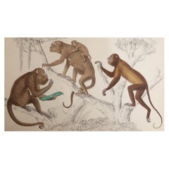 Original Antique Print of Monkeys, 1847 
Unframed
