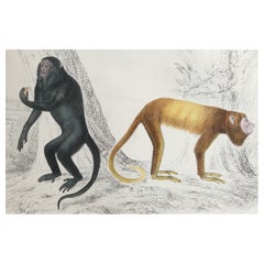 Impression originale ancienne de singes, 1847, non encadrée