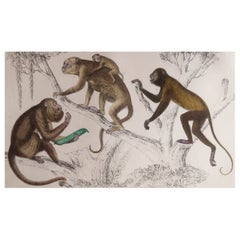 Original Antique Print of Monkeys, 1847 
Unframed
