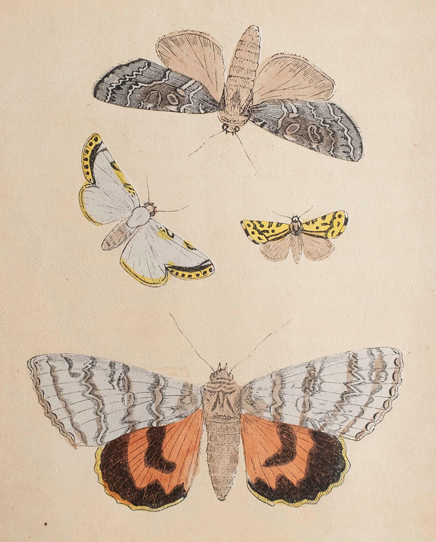 Great print of moths

Lithograph

Original hand colour

Published, circa 1850

Unframed.



